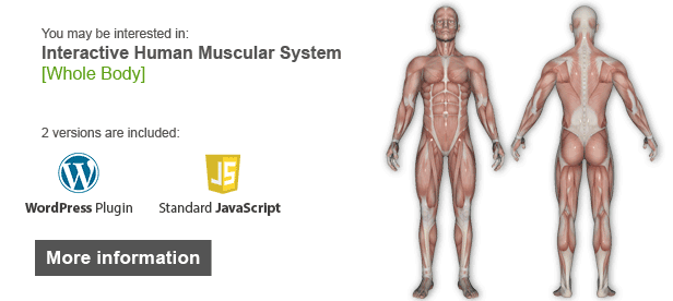 Interactive Human Muscular System Illustration