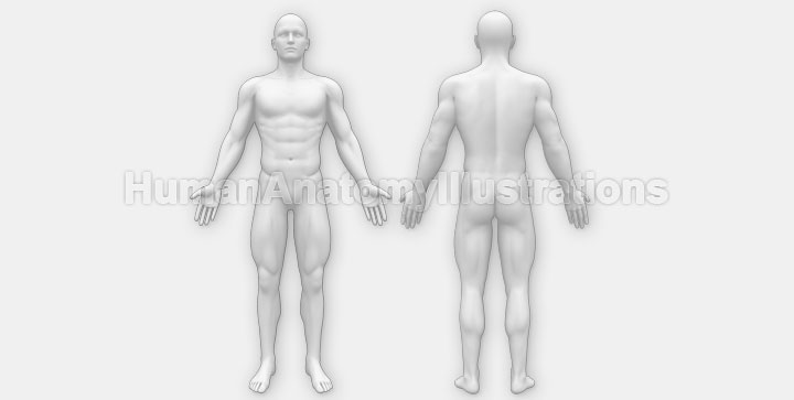 Interactive Human Anatomy [Front / Back]
