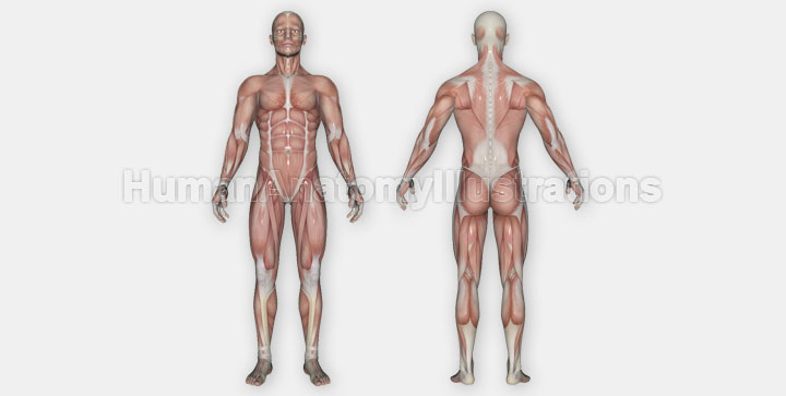 Interactive Human Muscular System [Front / Back]