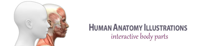 Human Anatomy Illustrations Logo