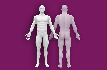 Interactive Male Anatomy - Front / Back
