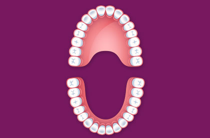 Interactive Dental Anatomy