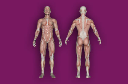 Interactive Muscular System Anatomy - Front / Back