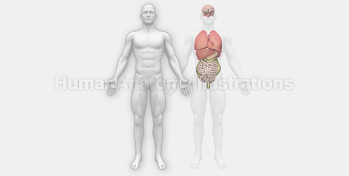 Interactive Human Anatomy [External / Internal]