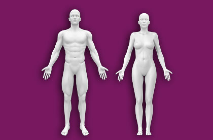 Interactive Human Anatomy - Male / Female