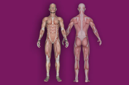 Interactive Human Muscular System - Front / Back