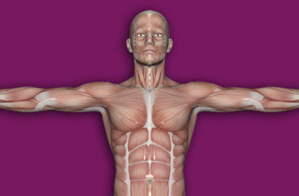 Interactive Human Muscles - Upper Part