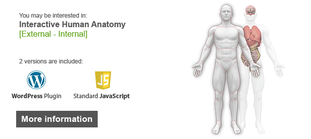 Interactive Human Anatomy Illustration
