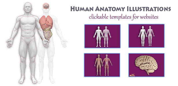 Interactive Human Anatomy Templates