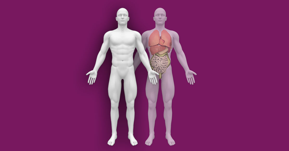 Interactive Human Anatomy [External - Internal]