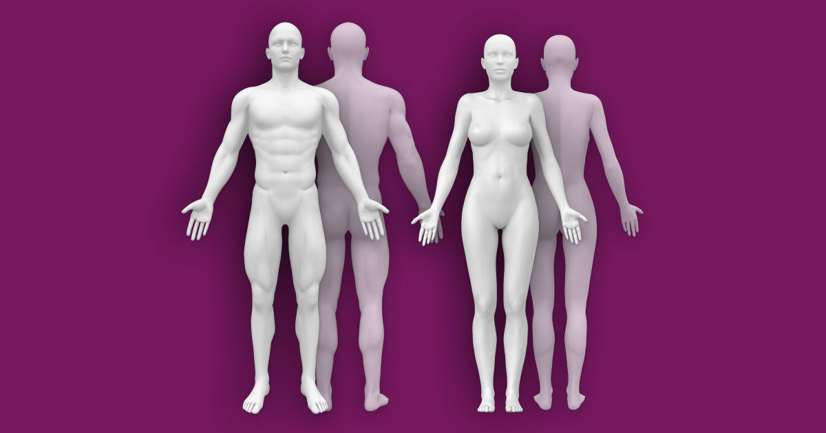 Interactive Human Anatomy Figure Male Female Front Back