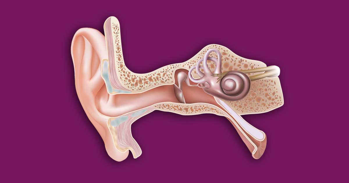 Interactive Human Ear Anatomy