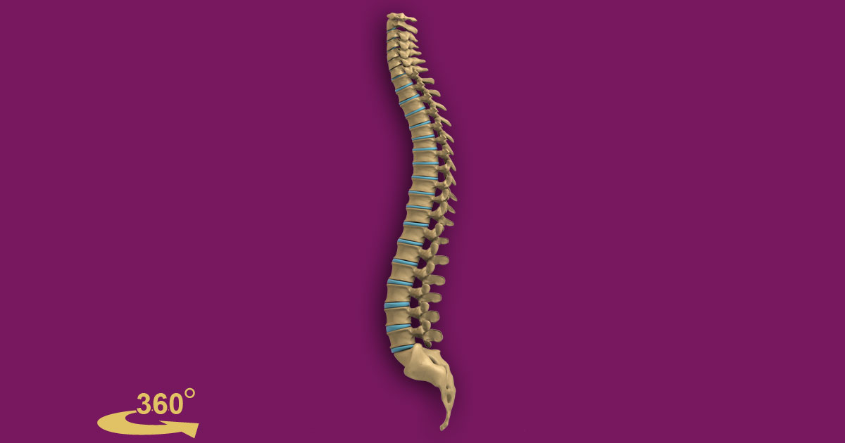 Interactive Human Spine Anatomy Figure [4 Views 360°]