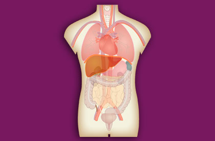 Interactive Human Anatomy - Internal Organs
