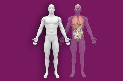 Internal organs, female body - schematic human anatomy