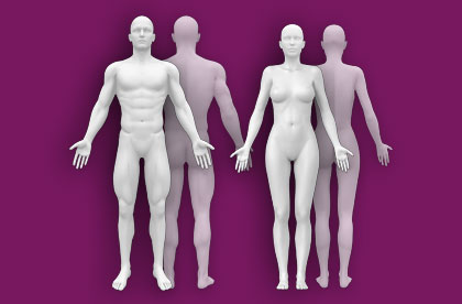 Interactive Human Anatomy Figure Male Female Front Back