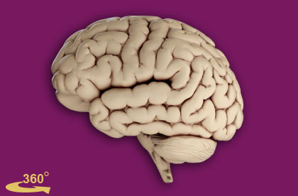 Interactive Human Brain Anatomy