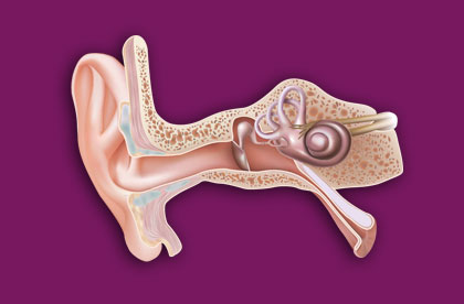 Ear Anatomy