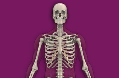 Human Skeleton