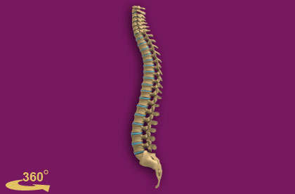 Interactive Human Spine Anatomy Figure [4 Views 360°]