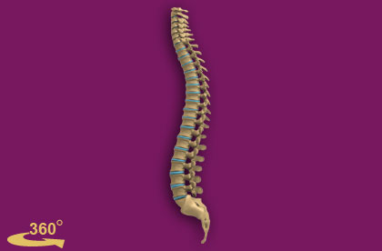 Spine Anatomy