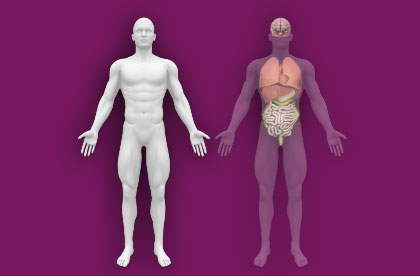 Interactive Human Anatomy - External / Internal