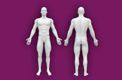 Interactive Human Anatomy - Front / Back